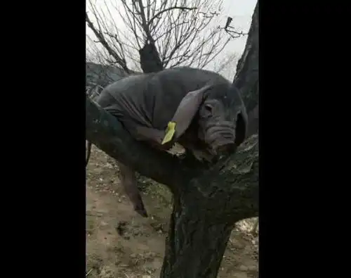 母猪已经会上树,男人的话可以相信,你们觉得对吗
