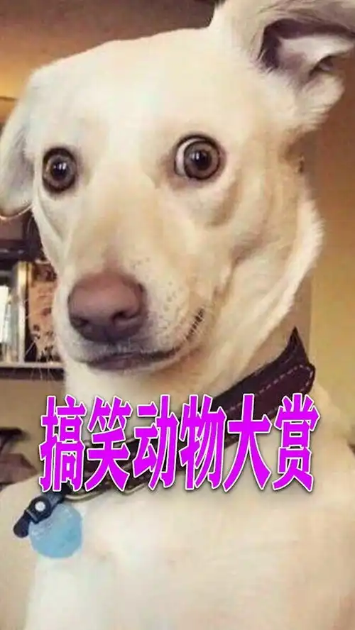 搞笑动物大赏,每位都是戏精,这样的迷惑行为你见过吗
