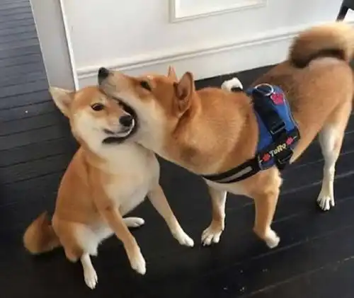狗狗可爱表情包李冰冰