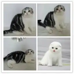 图大cfa纯种高品质英短银渐层猫咪折耳猫疫苗已做保健康成都宠物猫
