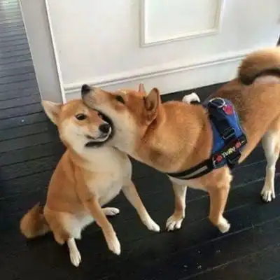 萌宠头像超级无敌可爱的柴犬啊
