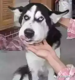 高冷的二哈对谁都不屑一顾,可这次它遇到了对手