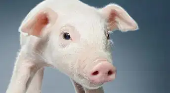 这几种调味料在养殖中最好用
