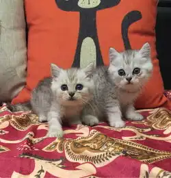求可爱美丽的英国短毛猫图片,最好多点谢谢