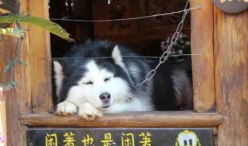 一大波笑话趣图,不笑你喷我
