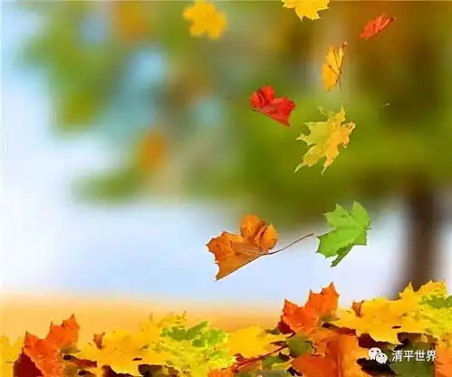 蓼沟河畔,一树梧桐的落叶