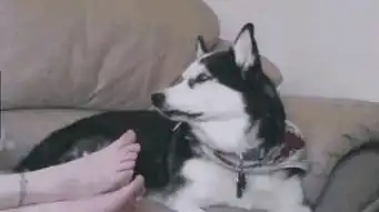 狗狗,你给我站住,不是说好不许成精吗
