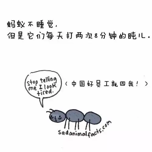 原来,鲨鱼一次怀孕需要4年,而猪是看不到天空的内附24日中奖名单
