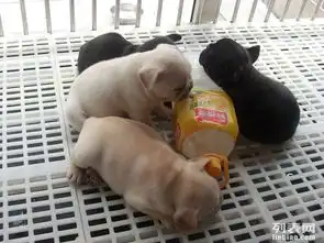 宠物狗狗法国斗牛犬包细小犬当场检查健康劲爆热卖法斗斗牛犬
