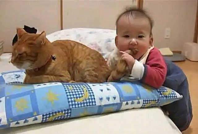 猫咪趴着打盹,宝宝却一把抓住猫尾巴咬下去,妈妈疯了一样冲过来
