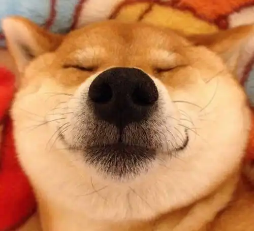 我家柴犬不爆脸怎么办
