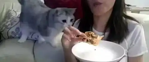 猫咪看到主人独吃披萨,死死抱住主人手臂,馋嘴样子引人爆笑
