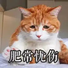 幽默图片搞笑段子猫与狗你选哪一个
