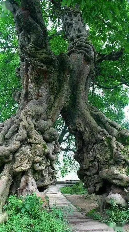 看看世界上的奇特绝美的5000年古树,绝对震撼你的双眼

