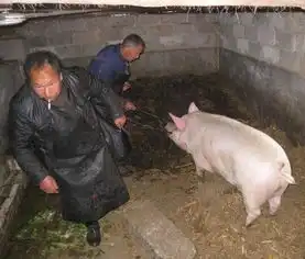 高清组图农村杀猪全过程
