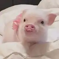 关于猪的头像图片大全个性搞笑的猪头像
