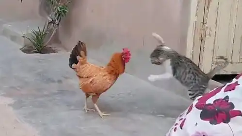 猫咪狂扇母鸡耳光,母鸡当场气炸毛,镜头记录搞笑画面
