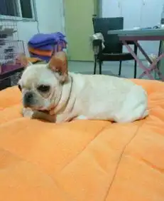 法斗犬崇州
