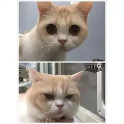 猫咪搞笑视频猫咪搞笑图片大全带字
