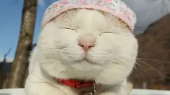 萌宠图片第32期帽子控喵星人
