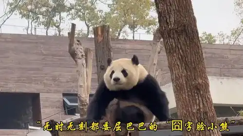 天生囧字脸小熊猫华盟盟,无时无刻都透露着委屈巴巴
