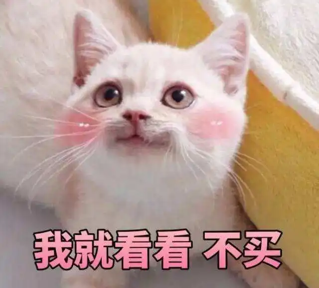 养不养猫已经成为衡量现代人成功的标准
