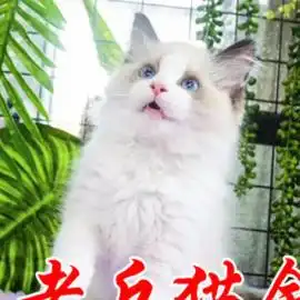 图老兵出售健康纯种布偶猫金吉拉.英短.美短多种名猫广州宠物猫