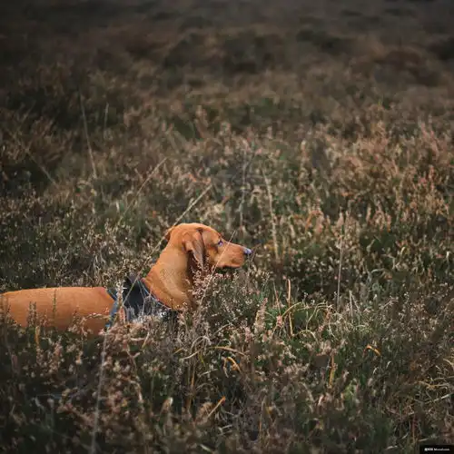 草植物狗动物犬哺乳动物动物摄影图片图片壁纸动物摄影图片图片壁纸

