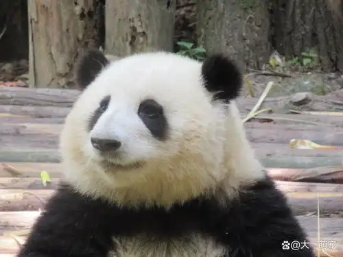 可爱憨厚的大熊猫胖墩墩的,憨态可掬的模样太好玩了
