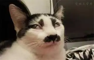 网红萌宠希特勒猫咪

