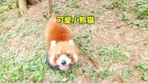 比大熊猫还可爱的动物出现了,那就是小熊猫,与人类的互动真有趣

