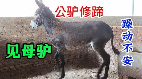 公驴修蹄见母驴乱蹦乱窜,两道刑具让师傅满头大汗,修完跑回圈
