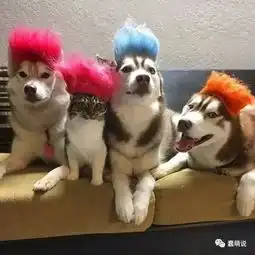 阿拉斯加剪毛后,比哈士奇更像驴,笑喷了
