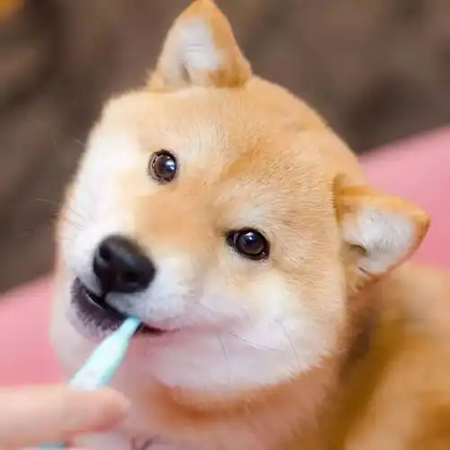 日本这只爱刷牙的柴犬,做成表情包真的是萌翻了