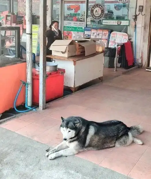 泰国金店被抢劫,看门的二哈怂到装死秒睡别搞我,我是无辜的
