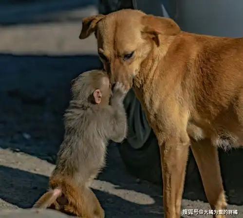 母猴因破坏庄稼不幸丧命,留下小猴被流浪狗背走,母子俩四处讨食
