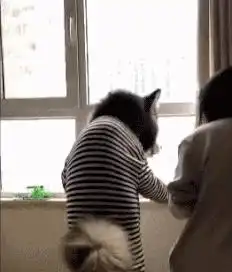 搞笑gif趣图说说说说,说你爱我,说爱你我就大舌头
