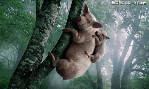 搞笑段子合集这段写得真好,我给大伙念念

