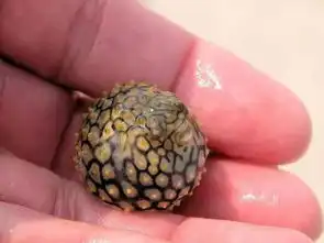 圆滚滚的河鲀一生只能生气7次