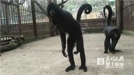 昆明动物园点油汀做熟食新来的动物明星温暖过冬
