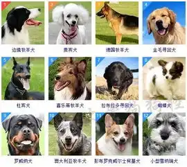 最全狗狗智商排名,你家汪排第几
