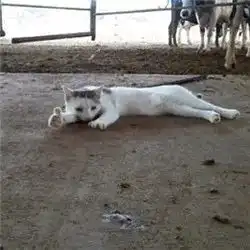 表情包我们一起学猫叫一起喵喵喵
