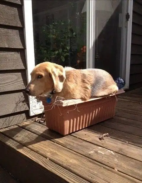 狗狗里只有二哈傻吗这样说可能柴犬不开心,柴犬那咱走着瞧
