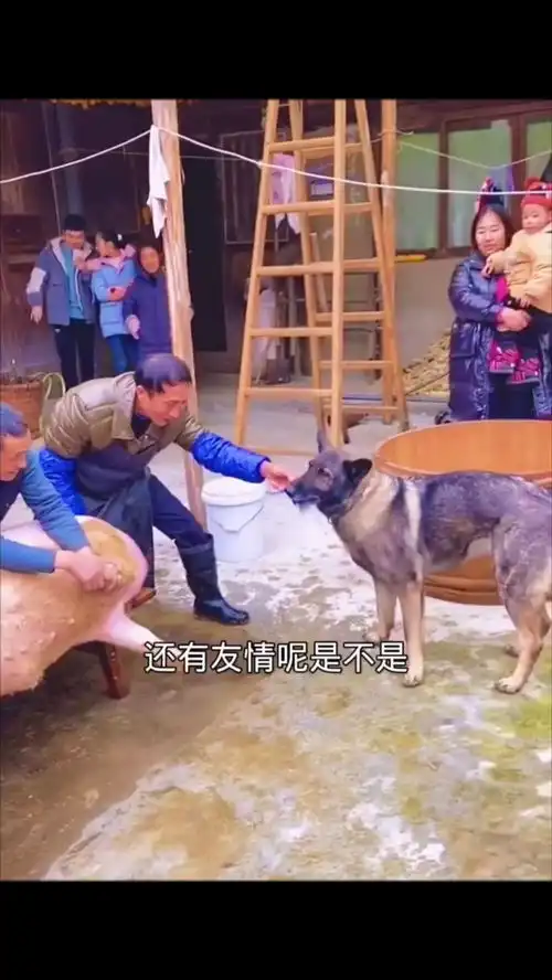 杀猪这个狗把刀拿走了
