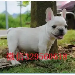 葫芦岛出售纯种法斗犬法斗多少钱一只纯种法牛包纯种健康

