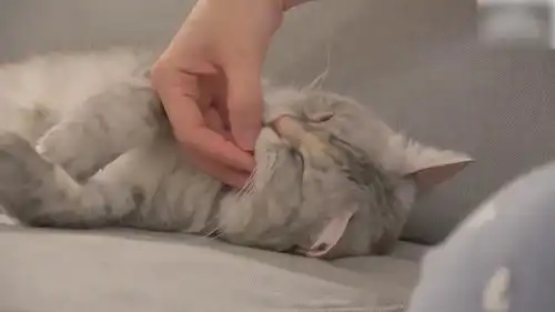 家庭爆笑萌猫来袭,这是睡着了吗好萌
