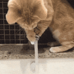 搞笑动态趣图gif像猕猴桃的草莓
