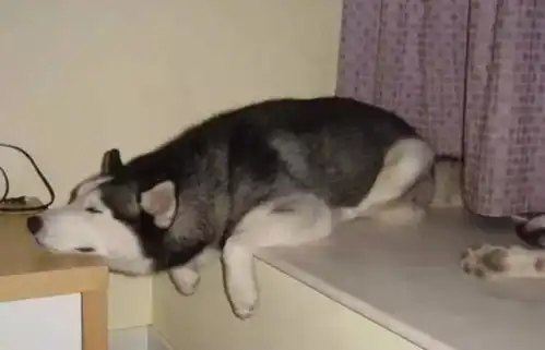 别把哈士奇和猫一起养不然会忘记自己是条狗

