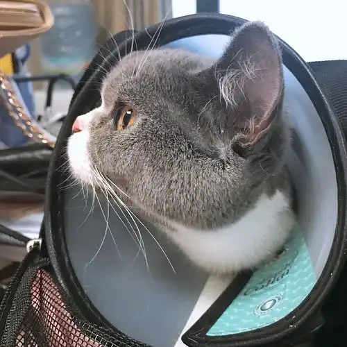 两年养猫的经验小分享英短蓝猫英短蓝白