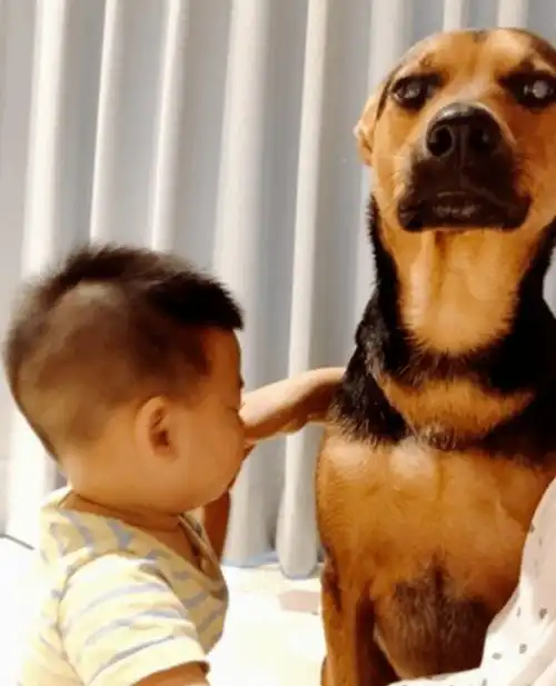 狗狗带娃后的眼神变化...哈哈哈,这也太让人心疼了

